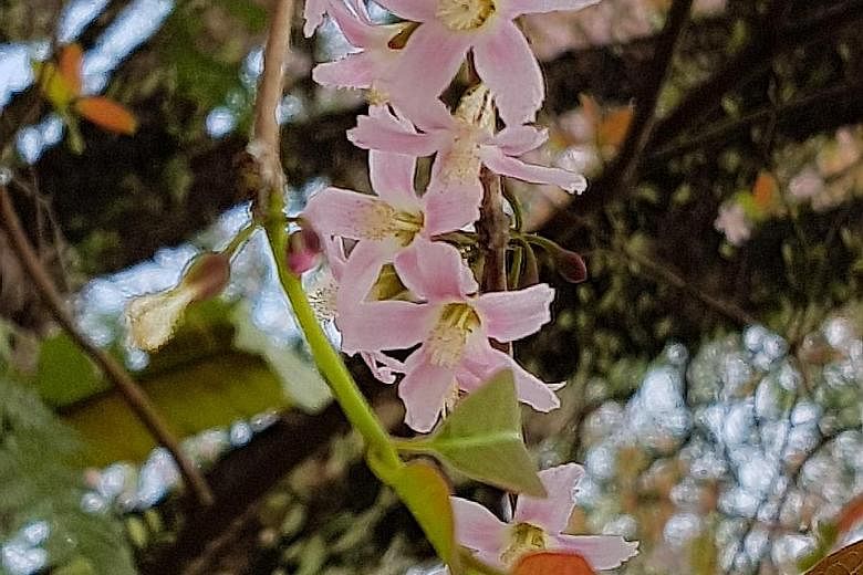 One can spot the light pink, faintly fragrant blooms of the Cratoxylum formosum in Old Upper Thomson Road. Though these trees can grow to a whopping height of 45m, they usually reach to only about 10m in Singapore. Their leaves are edible and believe