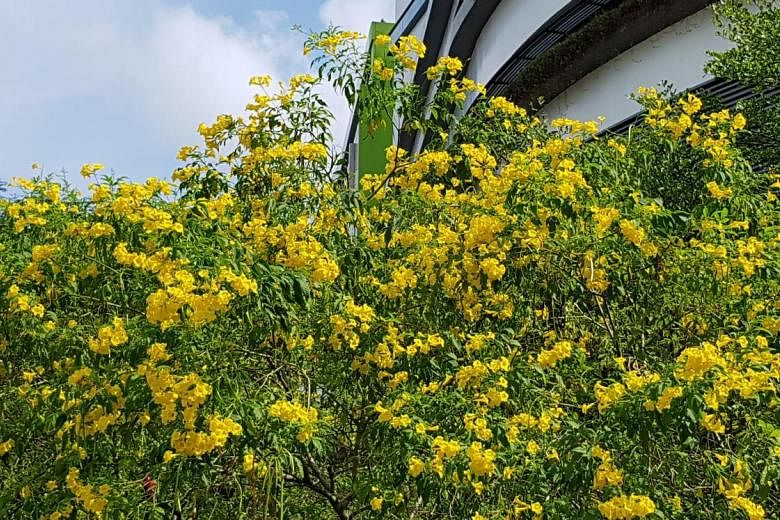 The yellow flowers of the Tecoma stans have brightened up Airport Road, and will be a huge draw for insects and sunbirds who feed on their nectar. Commonly known by names such as golden bells and yellow bells, the plant is used for medicinal purposes