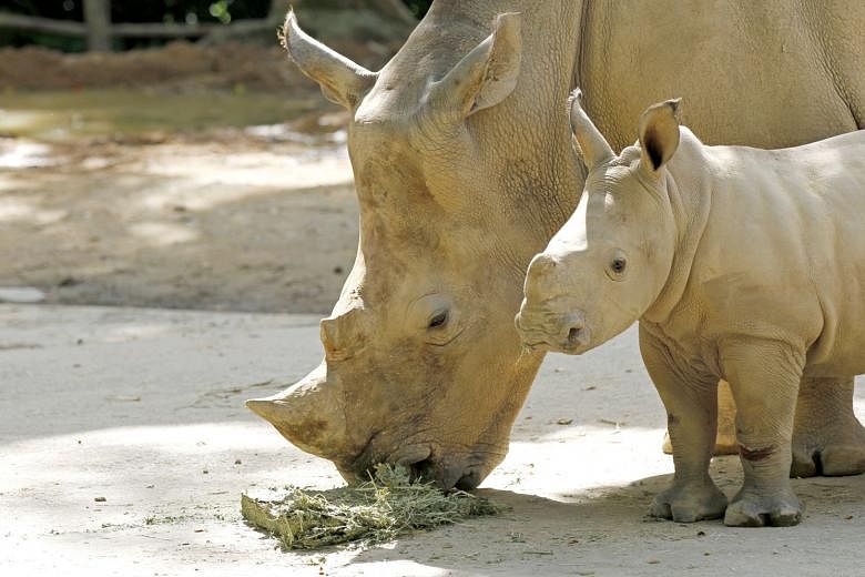 A baby southern white rhino with its mother at the Singapore Zoo in 2015. There are now about 20,000 southern white rhinos in the wild. A Sumatran rhino in the jungles of Tabin Wildlife Reserve in Sabah. It was captured in 2008 after wandering into a