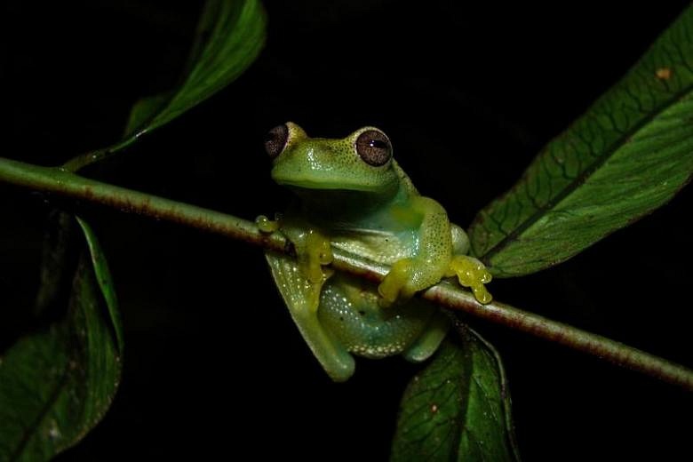 New frog species found in Venezuela and Colombia | The Straits Times