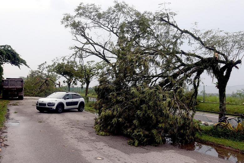 Uprooted trees and fallen branches blocking the way into the Muslim and Chinese cemeteries in Lim Chu Kang yesterday. Cars had to turn back as the road was not passable.