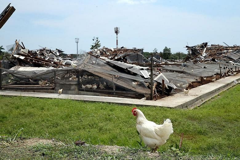Chicken houses at Chew's Agriculture (above) were flattened by the rain and winds on Friday. Workers in the affected farms were seen clearing the debris, like a metal roof that had been blown into a fish pond (below).