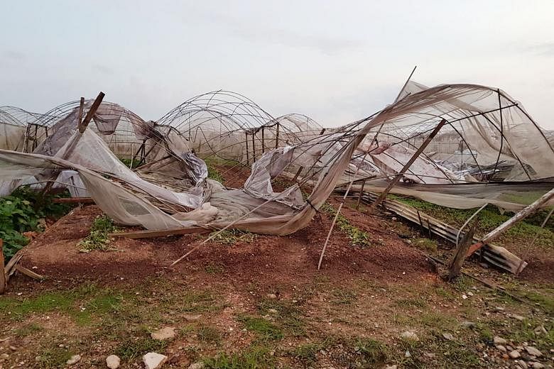 About 80 per cent of Quan Fa Organic Farm's greenhouses have been left in need of repair following Friday's storm.