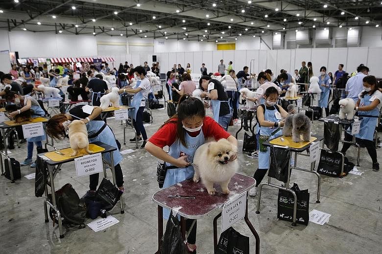 Pet shop assistant Chia Han Ru (in red), 24, trimming the fur of Charcoal the pomeranian during the 15th Singapore Kennel Club (SKC) Grooming Examination at PetExpo yesterday. 	Thirty-eight pet lovers took the exam, which is held about twice a year, 