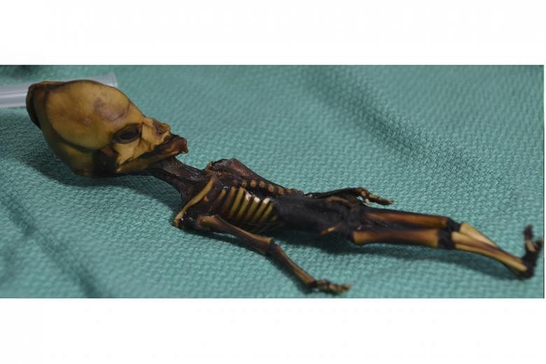 A photo provided by Bhattacharya et al of a mummified skeleton from Chile that has been described as "alien". A new study has found that the skeleton was of a girl who was probably stillborn and suffered from previously unknown bone disorders. Public