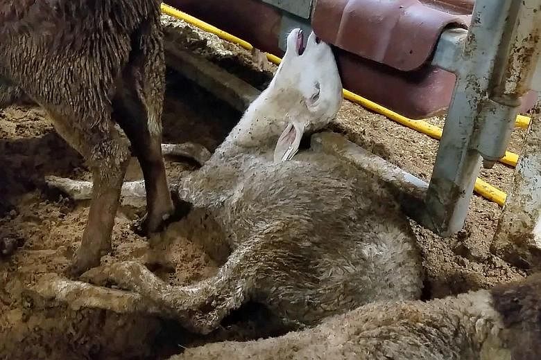 A photo from activist group Animals Australia showing a distressed sheep on board the Panama-flagged livestock carrier Awassi Express bound for the Middle East.