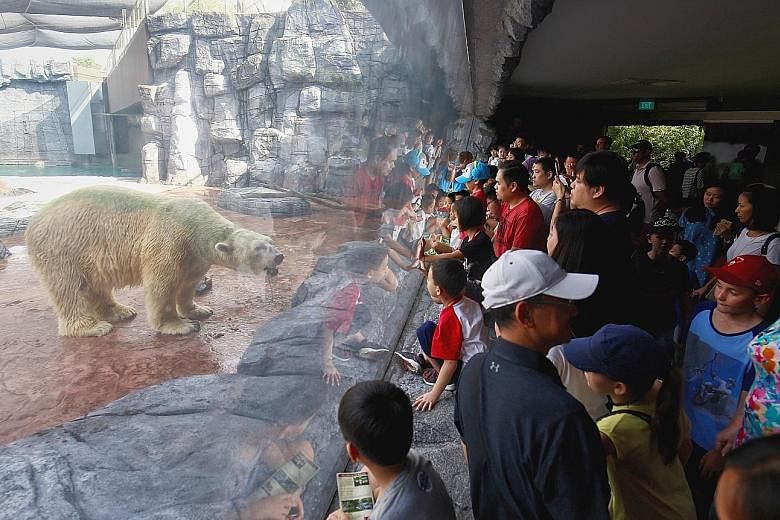 Crowds turned up to see Inuka yesterday after the zoo revealed on Thursday that the 27-year-old polar bear could be put down if its health continues to decline.