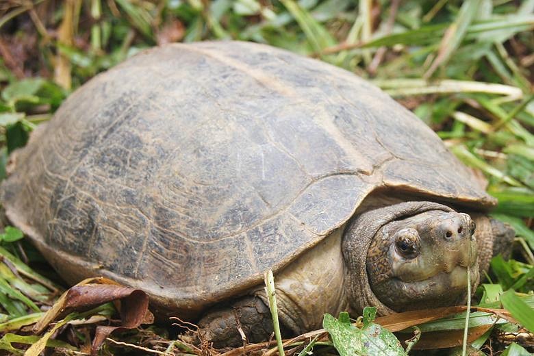 Acres repatriates four giant turtles, two endangered elongated ...