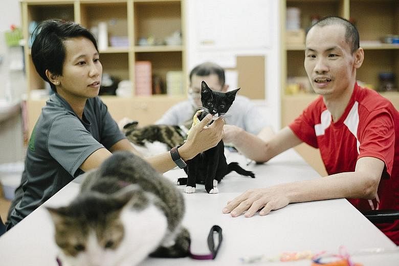 Financial consultant Camellia Abd Gani, who volunteers with Love Kuching Project, joining Mr Liew Thean Ann from Mindsville to play with four-month-old kitten Russ during a cat therapy session.
