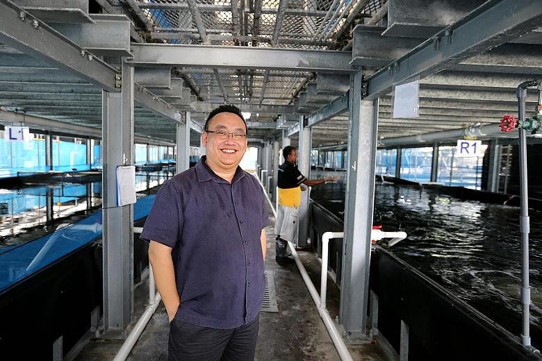 Mr Eric Ng, owner of Apollo Aquarium, is relieved to have been sold the two land parcels, as the leases on his existing fish farms are expiring. He said that the new farm will be fully automated, and yield will go up.