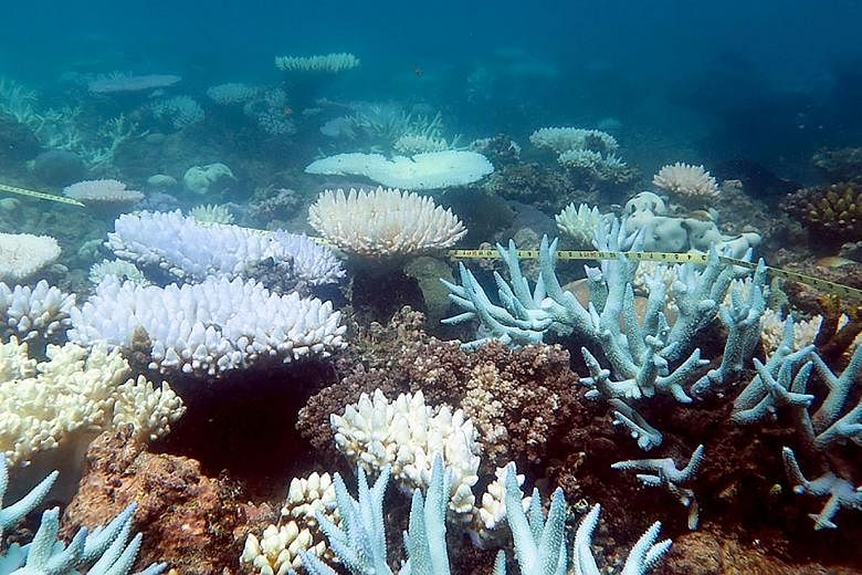 In 2016 and 2017, the Great Barrier Reef was hit by two successive summers in which ocean temperatures far exceeded normal for key portions of the reef and stayed that way for a considerable period of time. The study shows roughly half of the corals 