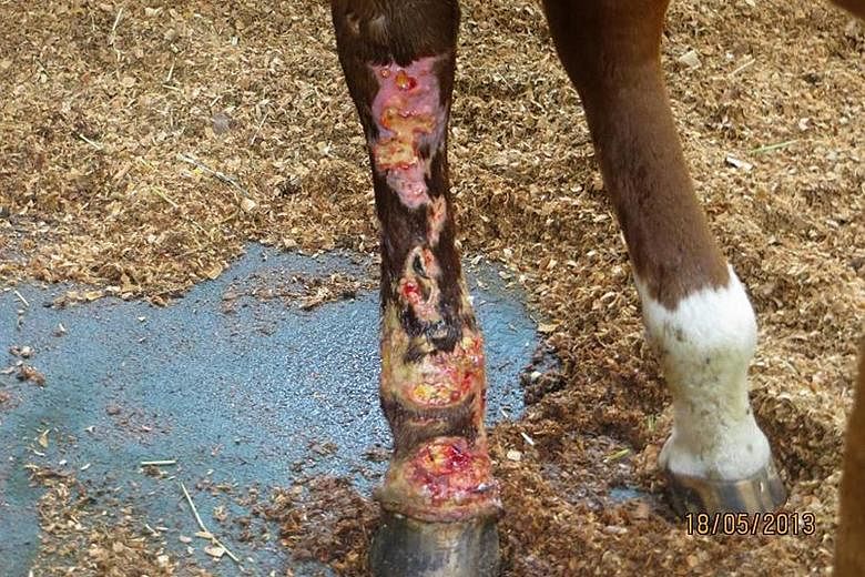 Thoroughbred mare Sharpy was found with a severely infected right hind leg and a swollen left hind leg. Gallop Stable was accused of not providing adequate care.