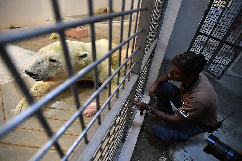 Deputy head keeper Mohan Ponichamy, 41, observing Inuka in its den at the Singapore Zoo on Thursday. Since the beginning of the year, the 27-year-old polar bear has been lethargic and inactive, spending most of its days prone and unmoving, and has be