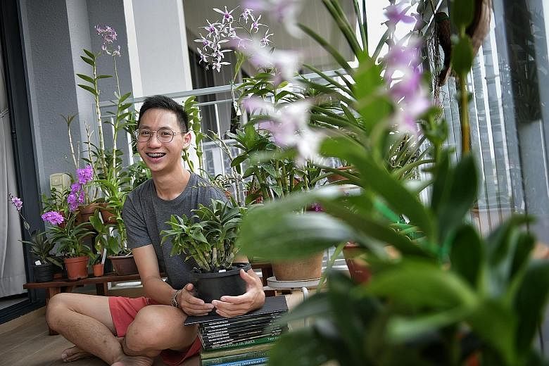 The orchid collection of Mr Russell Tan (left, with the Dendrobium Cherry Song "Bing Wei") includes the Dendrobium Caesar (above) and a peloric form of a Dendrobium hybrid (far left).