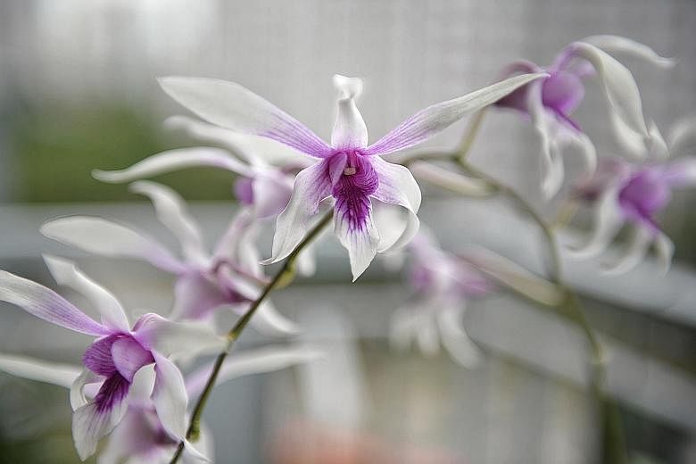 The orchid collection of Mr Russell Tan (left, with the Dendrobium Cherry Song "Bing Wei") includes the Dendrobium Caesar (above) and a peloric form of a Dendrobium hybrid (far left).