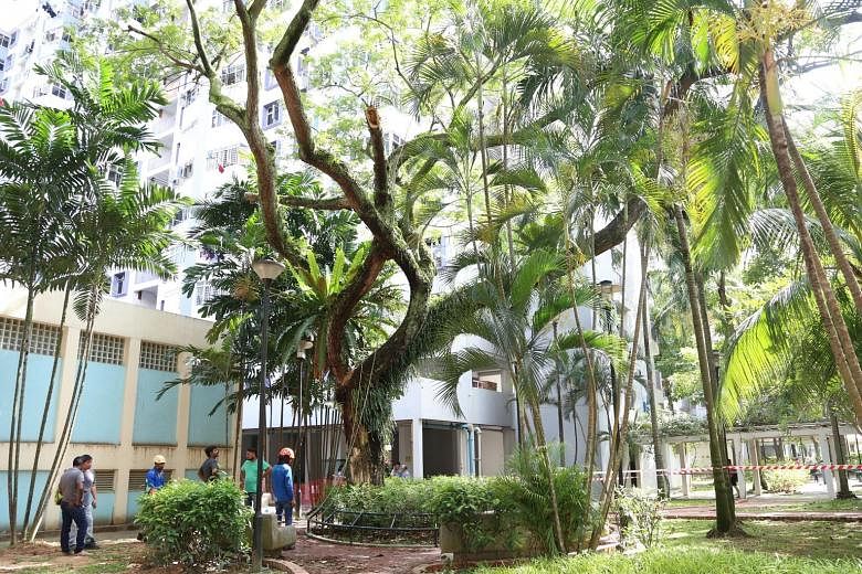 The tree was last inspected by an arborist in December, said Jalan Besar Town Council, which oversees the area. The next inspection is scheduled for June. The town council said it has "an active horticulture maintenance programme" in place.