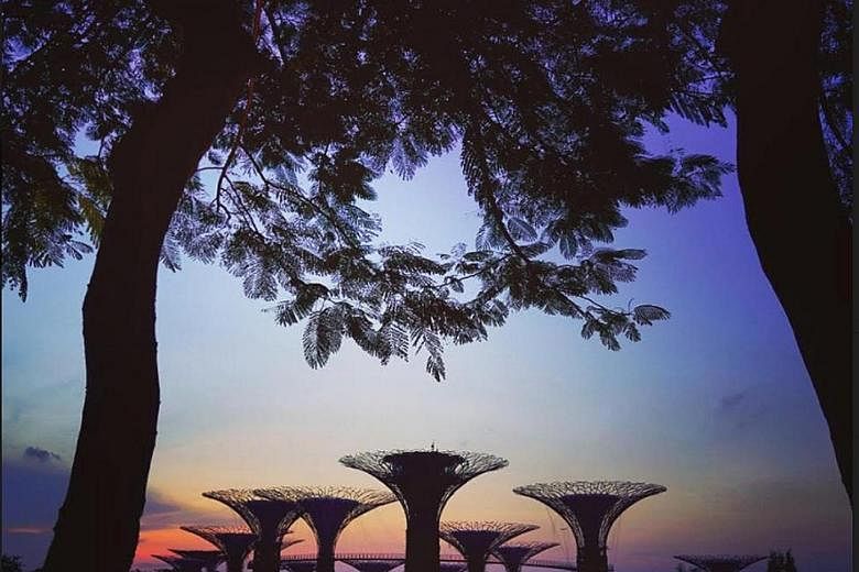 Photographer Michael Yamashita (top) posted photos of a bus zooming past the greenery at Parkroyal hotel on Pickering Street (above) and silhouettes of the supertrees at Gardens by the Bay (below) as part of a Temasek project.