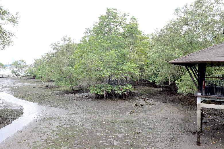 Besides Sungei Buloh Wetland Reserve, mangroves can also be found in Labrador Park and Pasir Ris as well as offshore on Pulau Ubin, Pulau Tekong and Pulau Semakau.