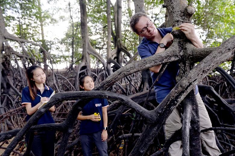 Mangroves are nursery grounds for young fish, which hide among the roots of the plants to protect themselves from predators. Associate Professor Daniel Friess with NUS students Seah Li Yi (left) and Aleena Kua, both 22, researching mangroves at Sunga