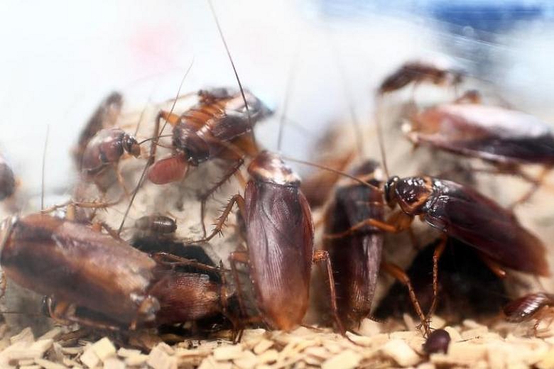 Chinese farmer unleashes 300 million hungry cockroaches to eat food ...