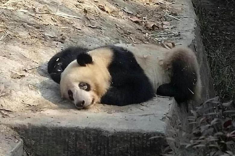 The Chengdu Research Base of Giant Panda Breeding said some of its giant pandas recently contracted partial depilation around the eyes but declined to provide further information.