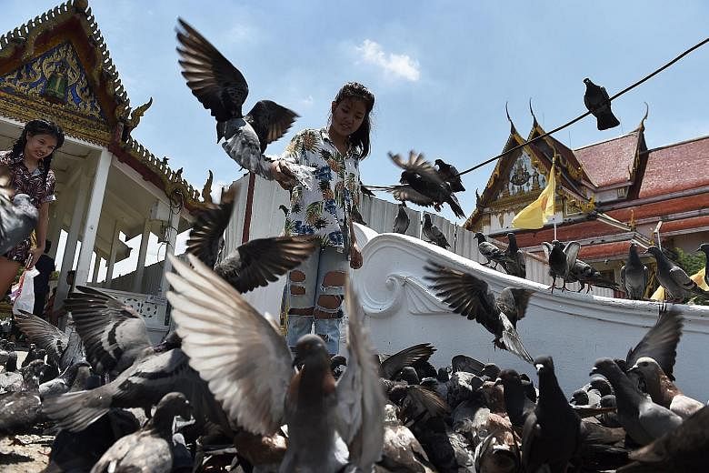 Pigeons at Bangkok's Wat Rakang Temple. In Lop Buri, two hours north of the Thai capital, the birds were a nuisance and defecated on government offices, historical sites, temples and houses while ravaging local crops, said Mr Plaek Thepparak, the hig