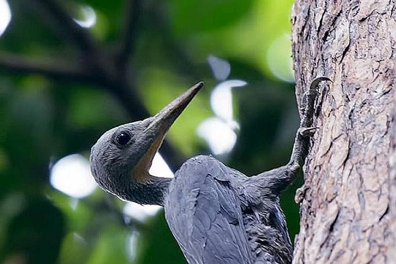 The first recent sighting of the great slaty woodpecker took place last Wednesday, when nature photographer Ted Lee spotted the bird near the summit of Bukit Timah Nature Reserve and took snapshots of it.
