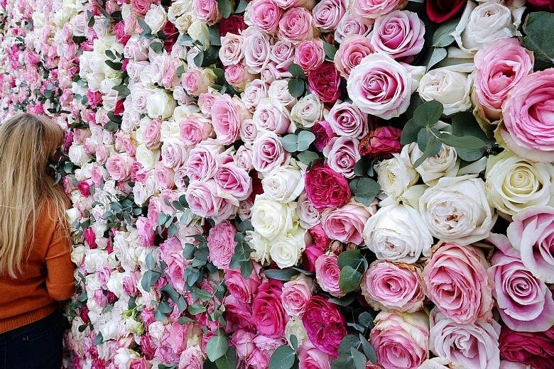 Over the centuries, roses have been bred for longer blooms and petals in every hue. However, this has dulled the smell of the flower. Now, researchers know where to tinker in the genome to enhance the scent.