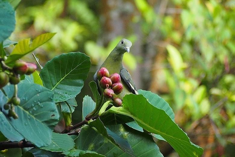 A pink-necked green pigeon (Treron vernans) seen on campus at NUS.