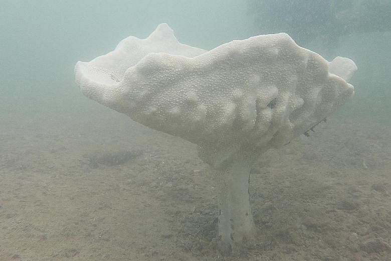 The Neptune's cup sponge was so highly sought after by collectors that it was thought to have gone extinct by the early 1900s, until its rediscovery in Singapore waters in 2011.