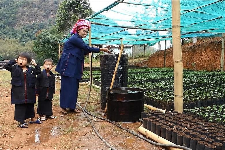 A nursery for coffee seedlings in Hopong, Myanmar's Shan state. The villagers used to grow opium until a UN programme helped them to make the switch to coffee.