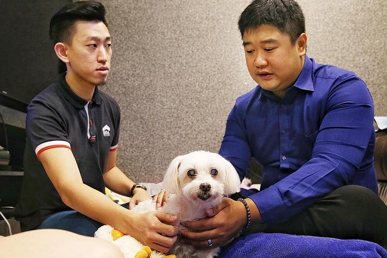 Mr Ezekiel Ong (in blue) "reading" the mind of 15-year-old maltese dog Si Si, the pet of Mr Daryl Ng and his wife Sherlynn Ong. Ms Ong says he saved her dog's life by alerting her to its inflamed pancreas.