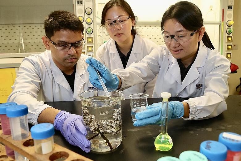 National University of Singapore scientists (from left) Samarth Bhargava, Neo Mei Lin and Serina Lee transferring acorn barnacle larvae into a beaker. The acorn barnacle retained tiny plastics from larvae to adulthood, a span of about seven days, the