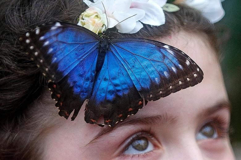 The apterous A gene could be used as a biomarker to study the patterns of colourful butterflies such as the morpho butterfly (left), said Ms Prakash. The African squinting bush brown butterfly (right) is not colourful but it has eyespots. Left: Assoc