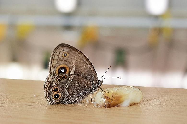 The apterous A gene could be used as a biomarker to study the patterns of colourful butterflies such as the morpho butterfly (left), said Ms Prakash. The African squinting bush brown butterfly (right) is not colourful but it has eyespots. Left: Assoc