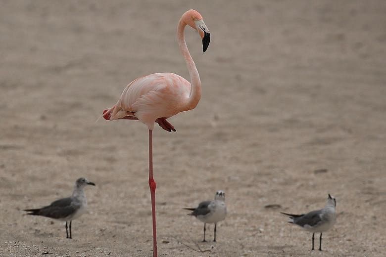 Research on flamingos has found their famous pose looks to be easy to maintain because of adaptations of their joint structure.