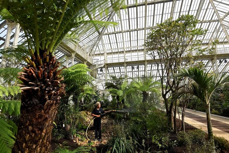 The Temperate House glasshouse (above), which dates back to 1863, has 10,000 plants (left and top), including some of the world's rarest and most threatened species.