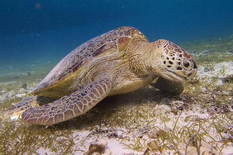 The green sea turtle (left) is one of many marine animals which go down to the seagrass meadows for a graze.