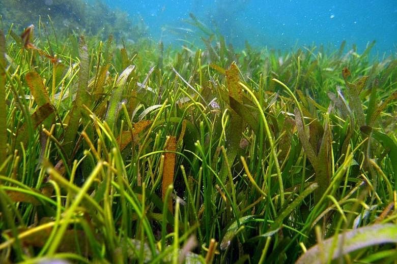Seagrasses (above) are found in coastal waters all over the world, apart from at the poles.