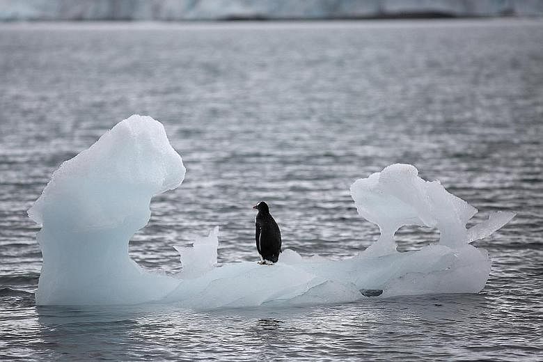 Antarctica is now melting so fast that scientists say it will contribute 15cm to sea-level rise by the year 2100. But it is not the only contributor to sea-level rise. Greenland lost an estimated 1 trillion tonnes of ice between 2011 and 2014.