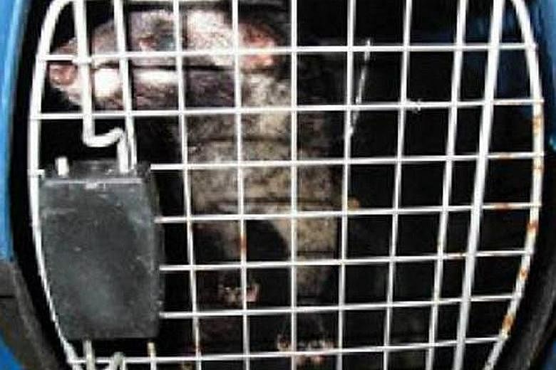 A civet cat and a red-foot tortoise were among the illegal wildlife seized in a sting operation, after the Agri-Food and Veterinary Authority received feedback from the Animal Concerns Research and Education Society that illegal wildlife was being so