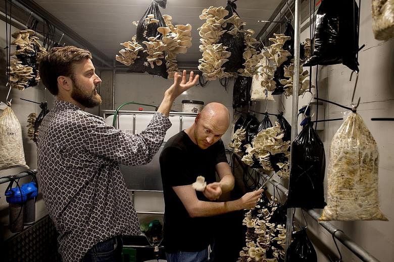Above: The white, protein-rich mycelium. Right: Mr Tobias Lau (far right) and project manager Ebbe Korsgaard harvesting mushrooms grown in coffee grounds.