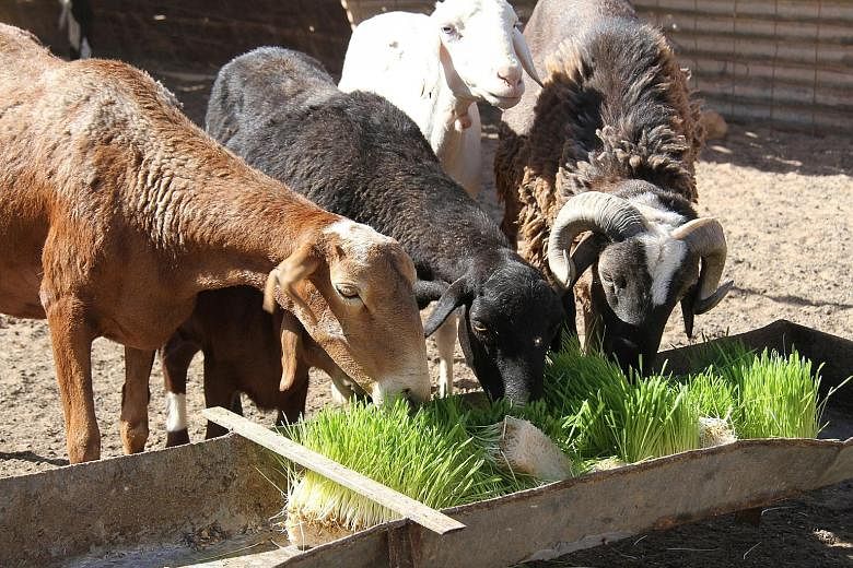 There are currently 50 production units in the refugee camps, and each can yield up to 15kg of fodder daily, which is sufficient for five goats. Using trays of local barley, the Sahrawi families grow plants that, a week later, can be used to feed the