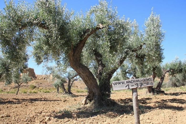 The olive trees of Oliete, a village in Spain, are waiting for "godparents" to adopt them.