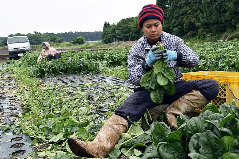 Workers from Thailand at Green Leaf farm in Japan's Gunma prefecture. Farmer Shouji Sawaura says he relies on 24 workers from Thailand and Vietnam who operate machinery in a factory that makes pickles and noodles.