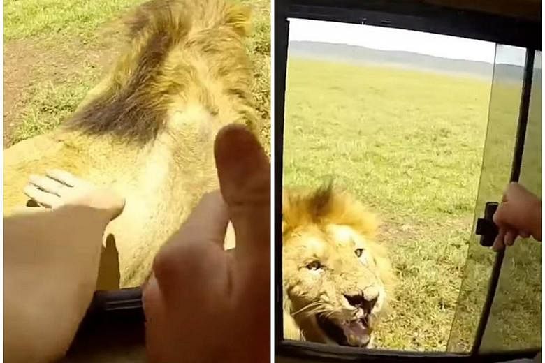 Tourist reaches out of safari vehicle in Tanzania to pat wild lion | The  Straits Times