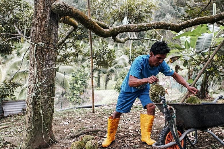 A worker in the Raub Durian Orchard in Raub, Pahang, putting Musang King durians into a wheelbarrow. A Malaysian official said fresh Musang King currently cannot be exported to China as a whole fruit but is allowed in pulp, frozen and chilled form.