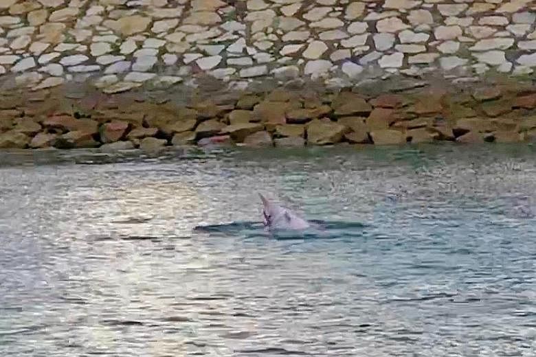 A group of fishing enthusiasts had an unexpected thrill off Pulau Semakau last Saturday when a pod of at least six dolphins, one of which appeared "a bit pinkish in colour", made an appearance. It was the first time the group had seen dolphins in tha