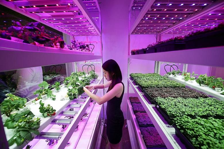 Strawberries growing in Sustenir Agriculture's R&D laboratory at one-north business park. Senior Minister of State for Trade and Industry Koh Poh Koon, who visited the vertical farm yesterday, said government agencies will need to see how best they c