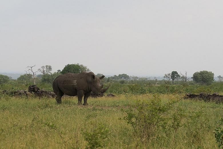 Cisco and Dimension Data plan to expand their Connected Conservation tech solution to protect elephants and rhinos in other reserves in Zambia, Mozambique and Kenya. The reserve is protected by 72km of electric fencing and thermal cameras to spot int